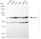 KD-Validated Anti-AIFM1 Rabbit Monoclonal Antibody